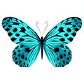 Beautiful exotic butterfly motley blue color.Vector illustration  on a white background. Royalty Free Stock Photo